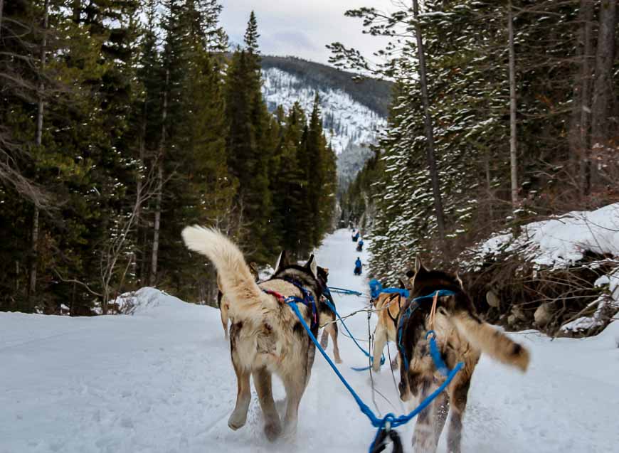Dog sledding in Canmore near the Spray Lakes