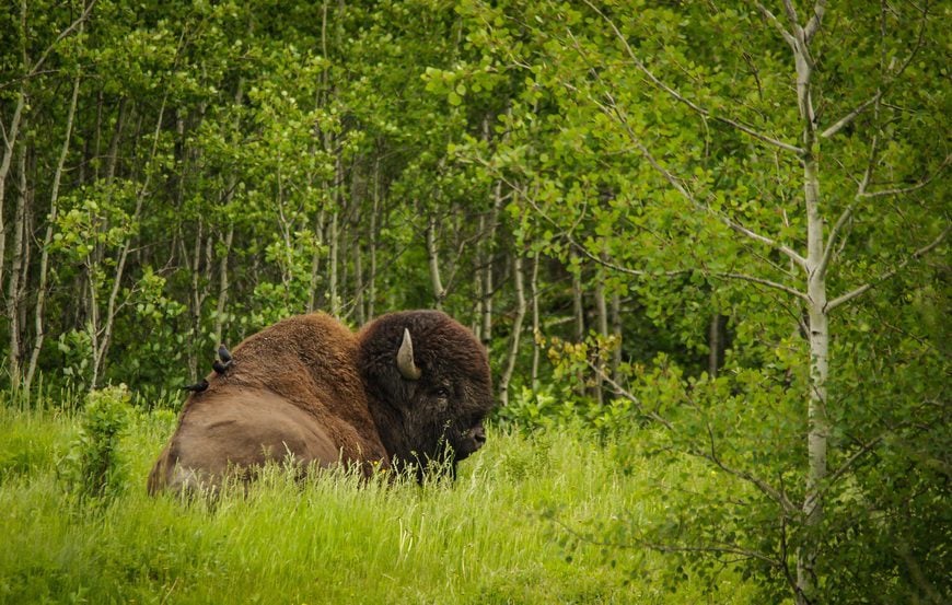 You usually see bison in Elk Island National Park