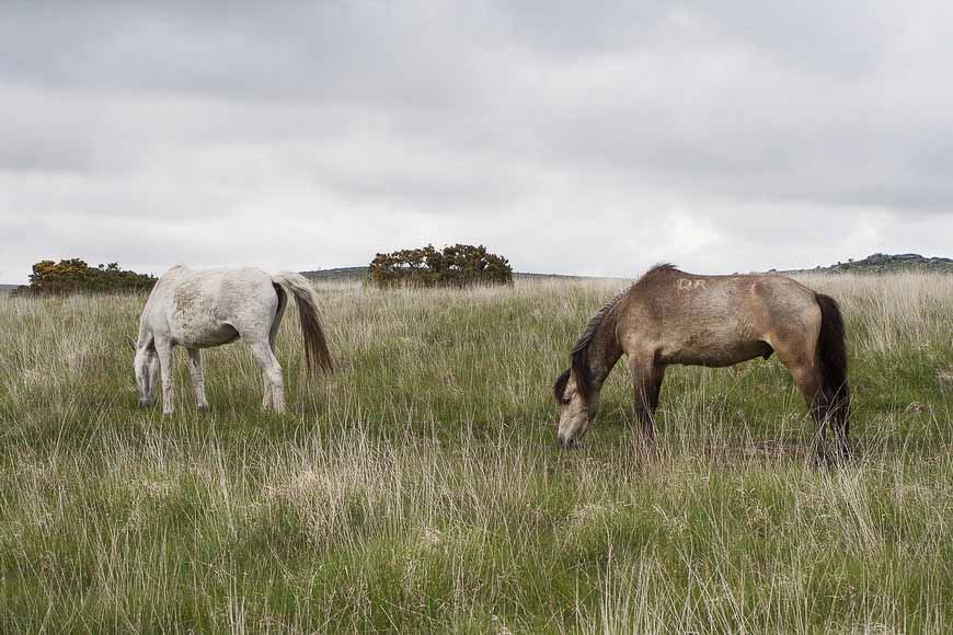 Dartmoor ponies - a horse that has lived in the area for centuries