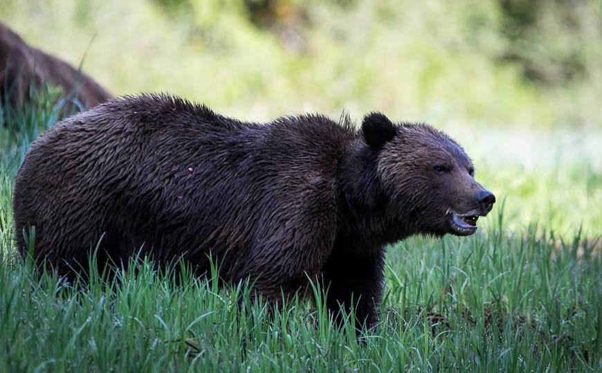 8 Outdoor safety tips include knowing what to do in a bear encounter