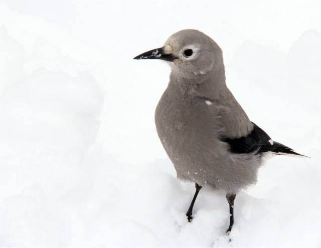Lake O'Hara March 2012 021 "A curious Clark's Nutcracker at the picnic tables"seen on the ski into Lake Ohara Lodge