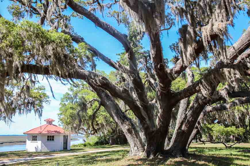 Loved the massive trees that greeted us when we got Cumberland Island