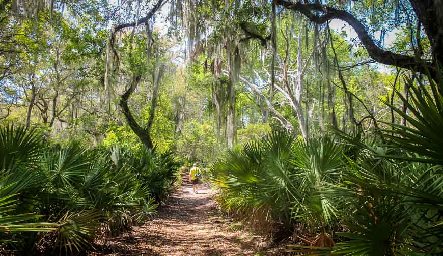 You have to walk across Cumberland Island from the kayaking landing place to get to the nice white sand beaches