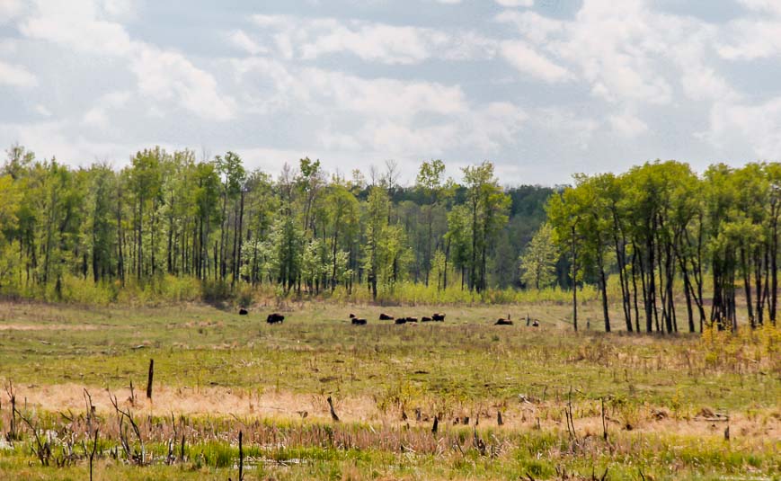 Bison off in the distance in Elk Island National Park