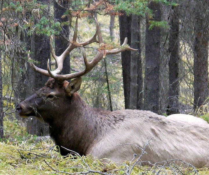 elk banff