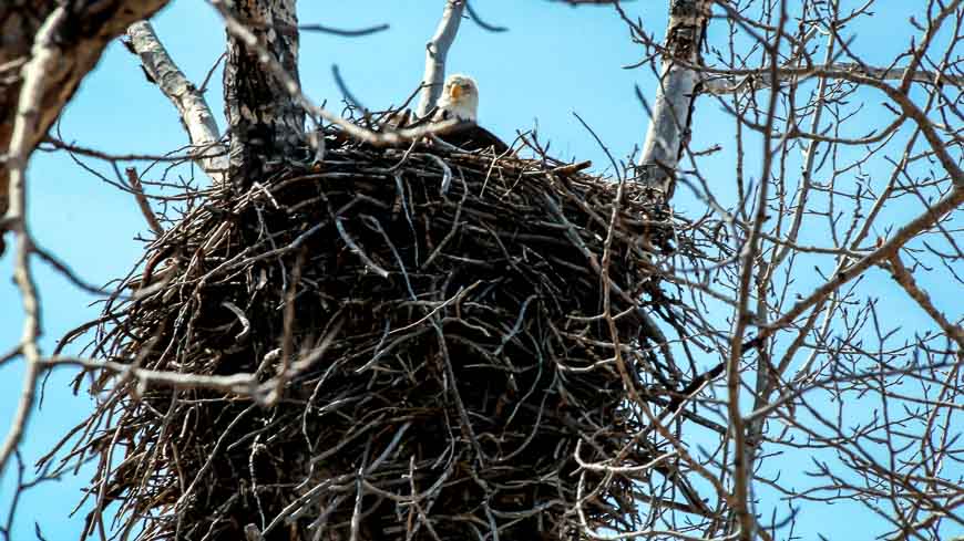 Bald eagle spying down from its monster nest in the park