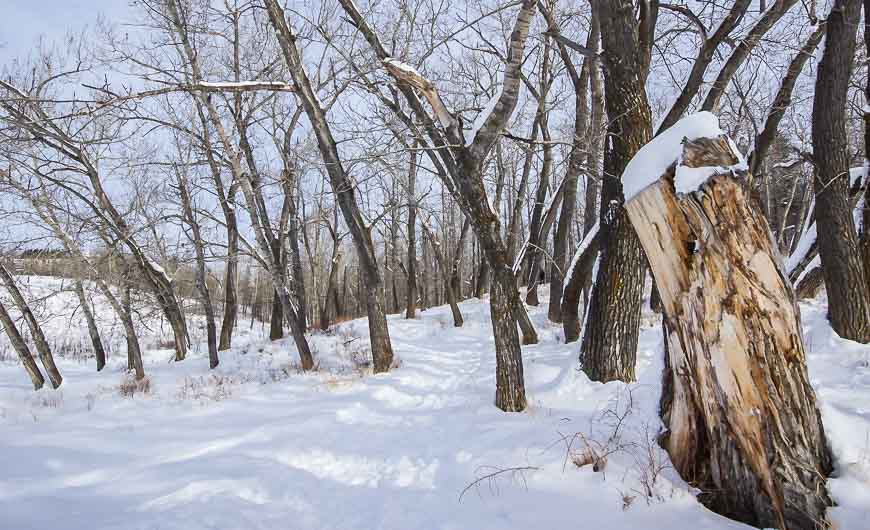 Beautiful leaning trees on the Tiger Lily loop