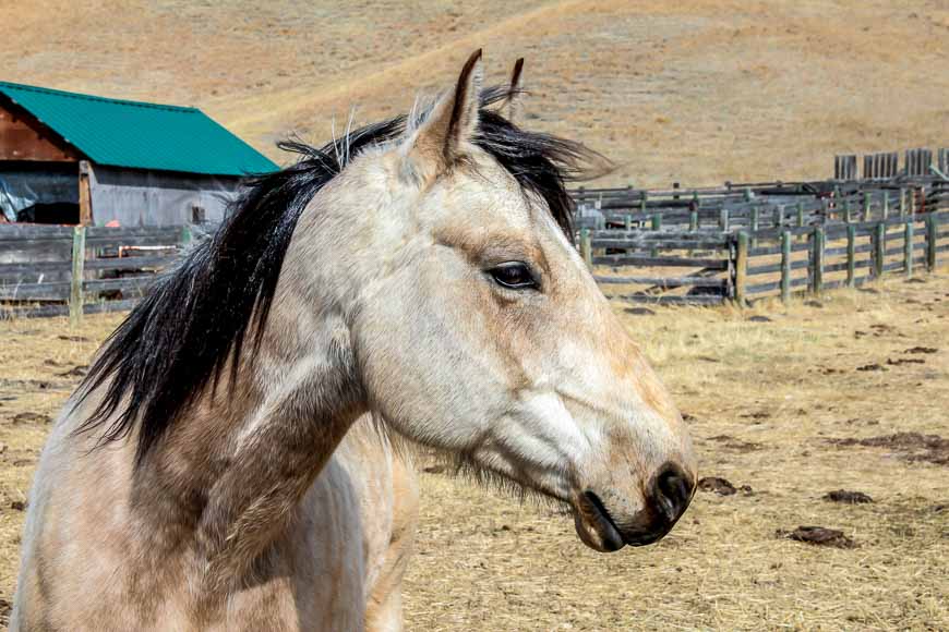 Horse on the working ranch