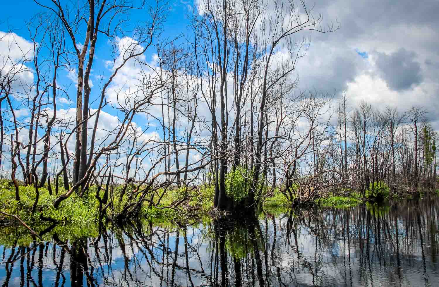 Beautiful reflections on in the waters of Okefenokee