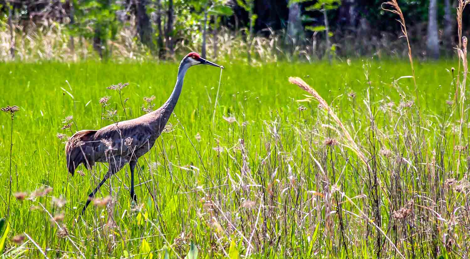 A sandhill crane - known for its' loud squawky voice