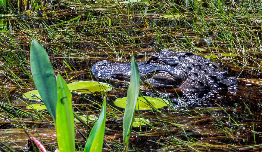 The length in inches from the eyes to the nose gives a rough indication in feet of the length of the alligator