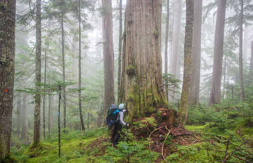 Admiring spectacularly large trees on the Sunshine Coast Trail