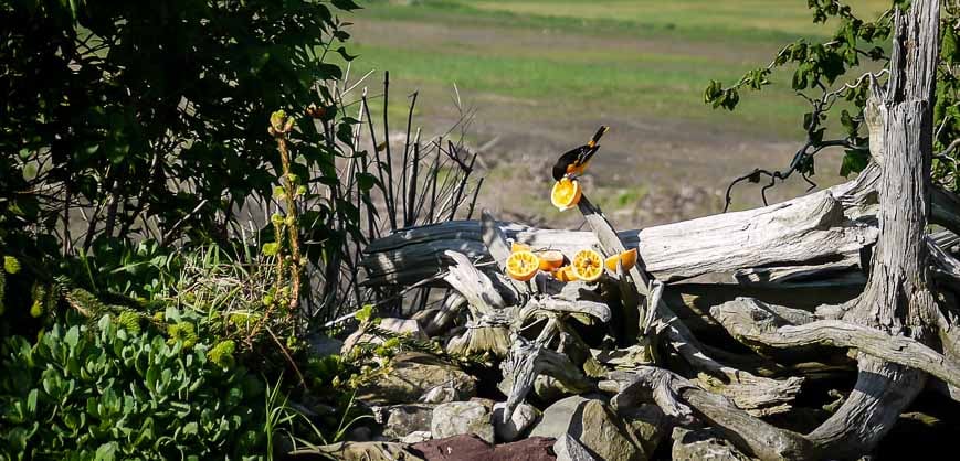  Baltimore Oriole feasting on an orange