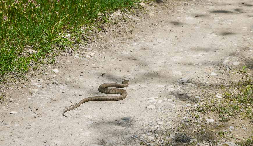 One of two snakes we saw on Pelee