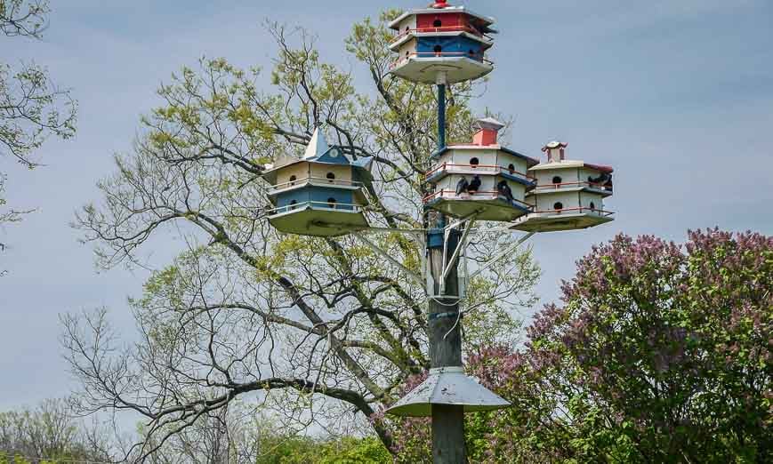 Purple martin houses are everywhere