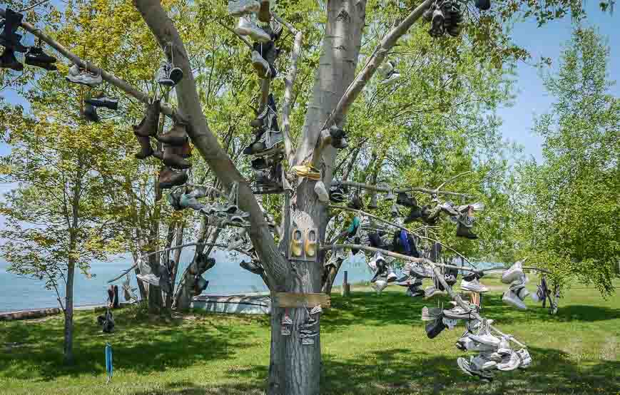 The Shoe Tree on Pelee Island