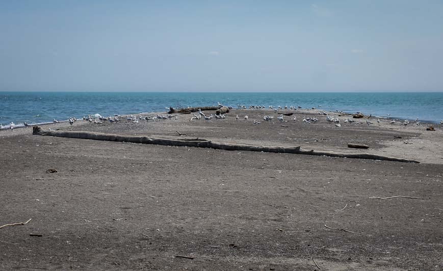 More birds than people at the tip of the island