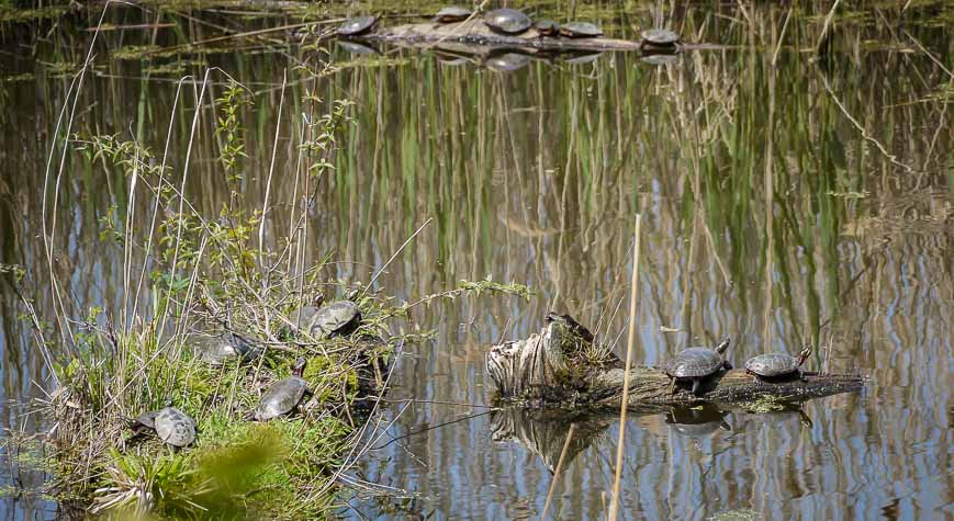 No shortage of Midland Painted Turtles here