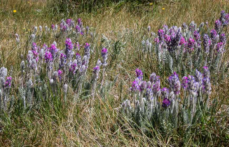 Beautiful wildflowers in Indian Peaks Wilderness