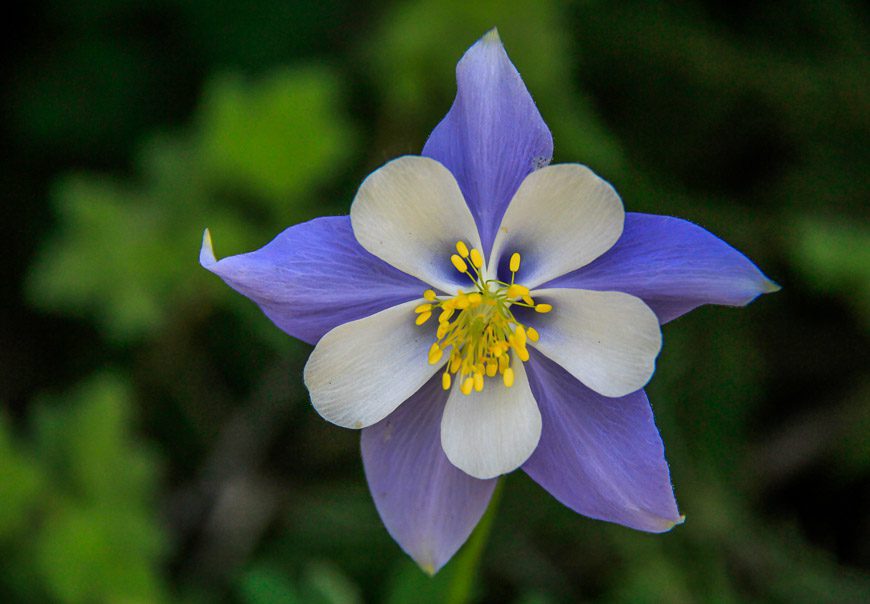Beautiful, wild columbines - the Colorado state flower 