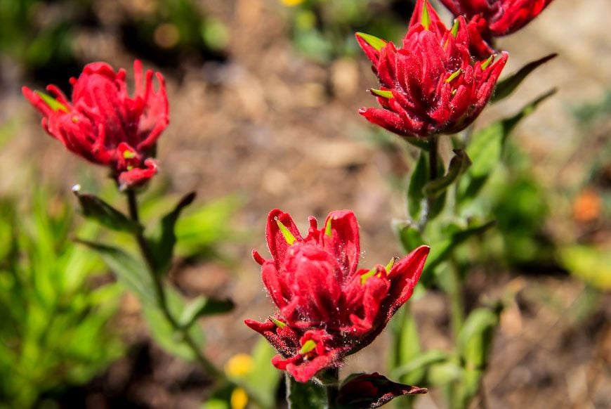 Indian paintbrush seen while hiking the devils thumb bypass