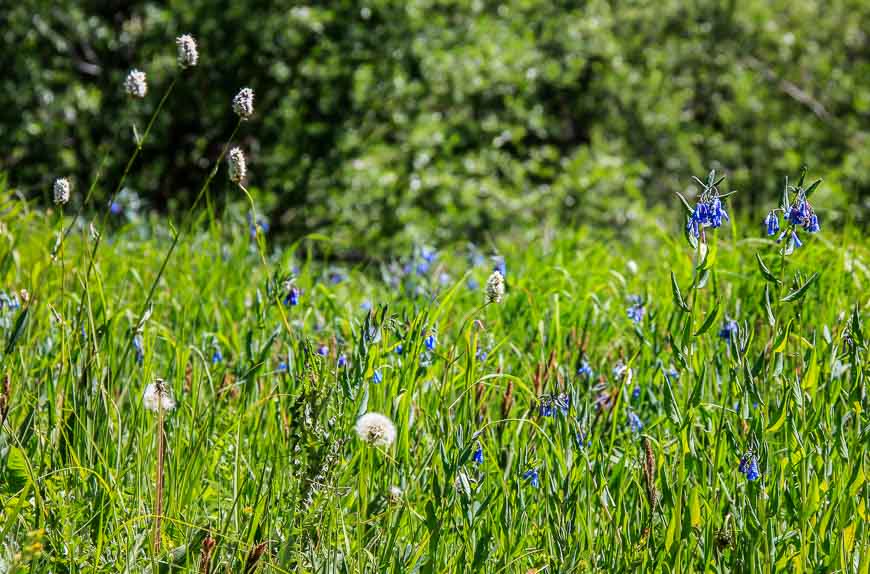 Wildflowers are prolific but with heat won't last long