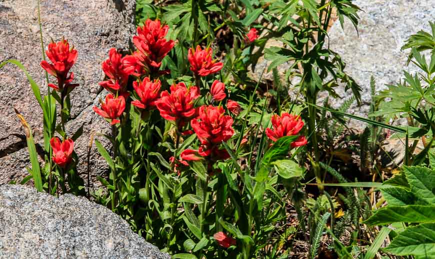 We see more Indian Paintbrush than anything else
