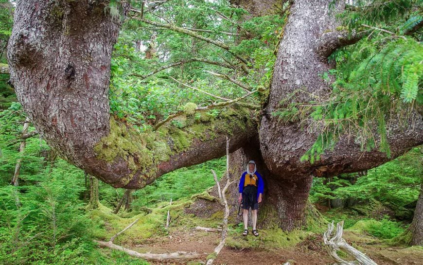 A massive tree in Haida Gwaii