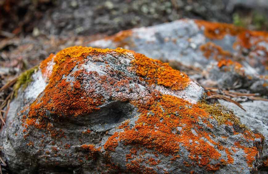 Brightly coloured lichens seen on the rocks