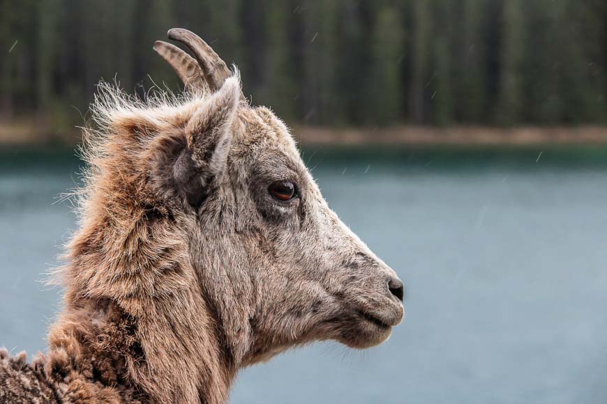 On the Lake Minnewanka hike you almost always see bighorn sheep