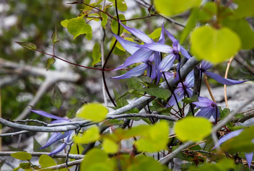 Lots of clematis about on the Lake Minnewanka hike in spring