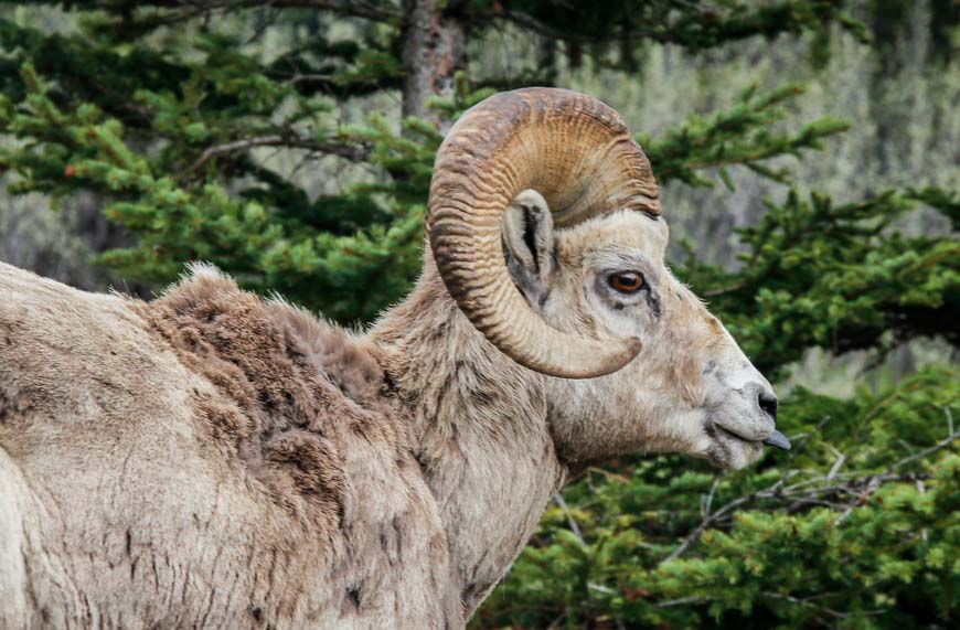 Bighorn sheep