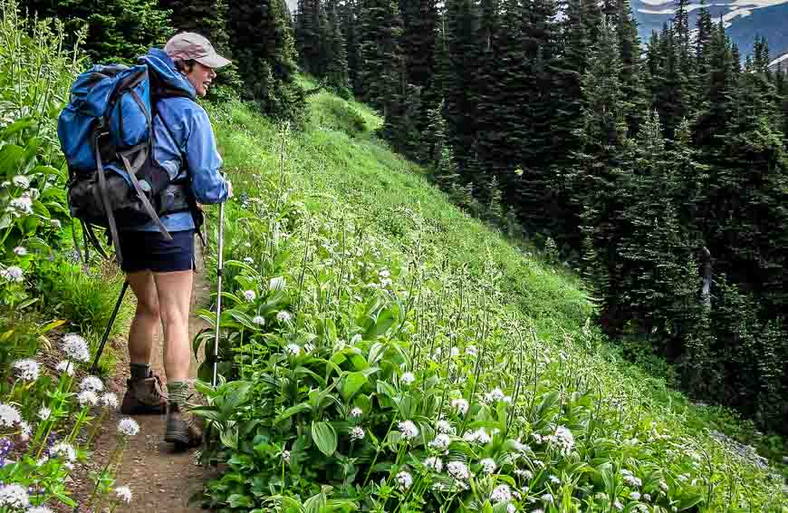 Lots of wildflowers along the trail