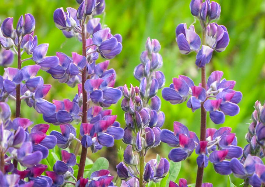 Beautiful lupins on the Panorama Ridge hike