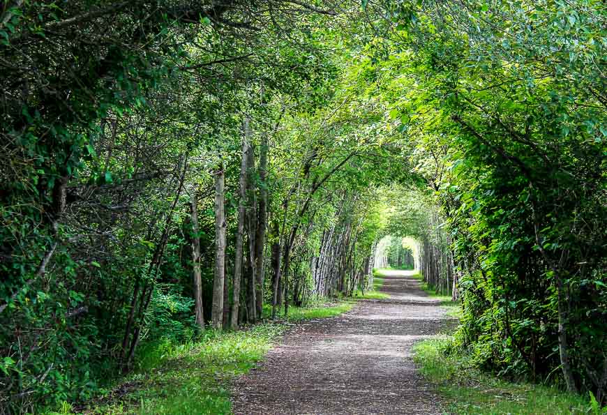 A tunnel of trees in the Nature Bay Wildlife Sanctuary