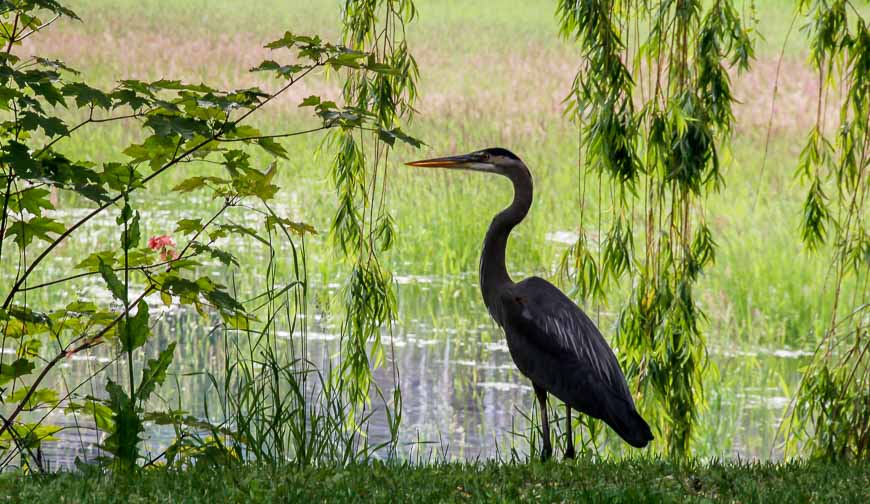 A great blue heron in the nature sanctuary in Salmon Arm