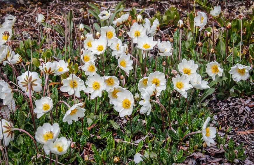 Wildflowers formed a carpet in places