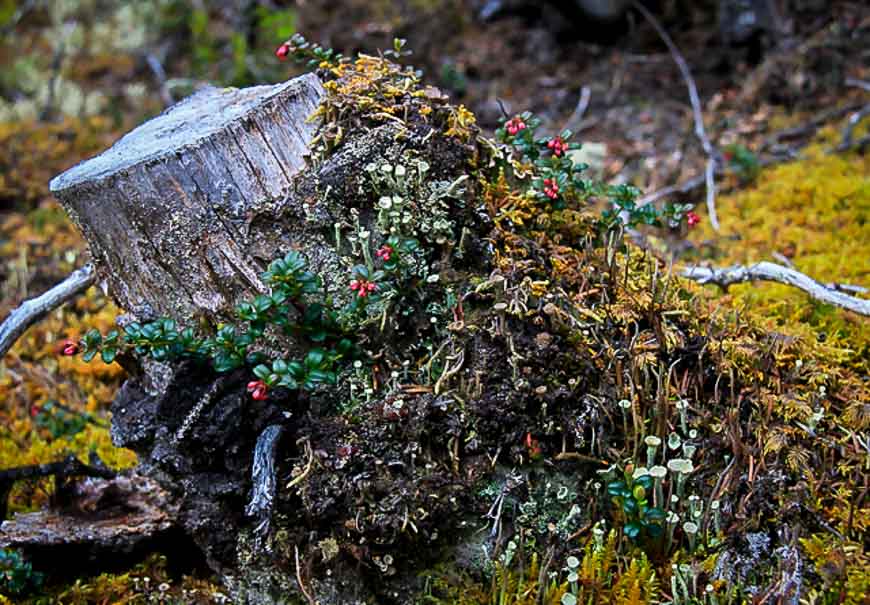 Interesting lichens and flowers on this old tree stump