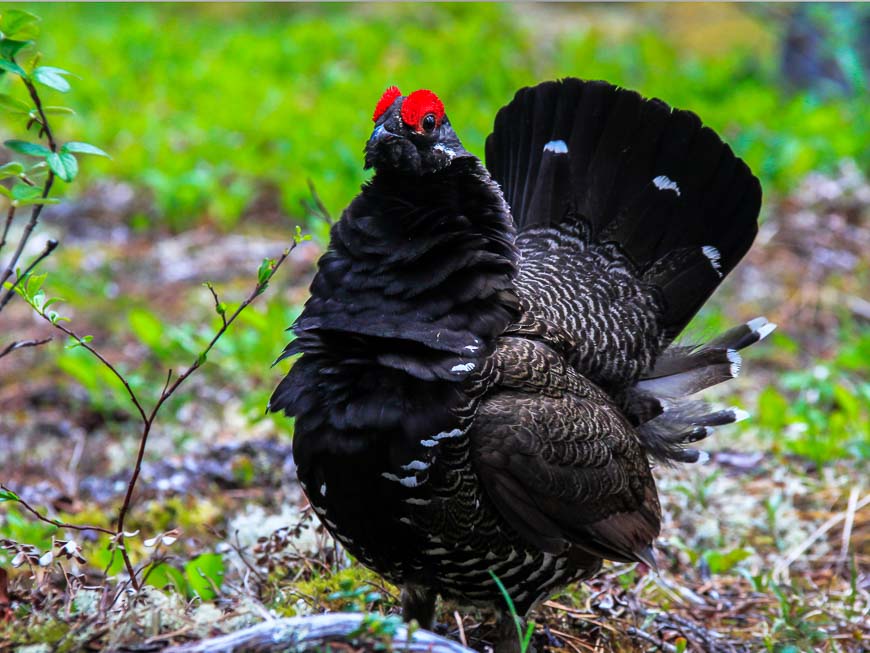 We were incredibly lucky to see this male spruce grouse