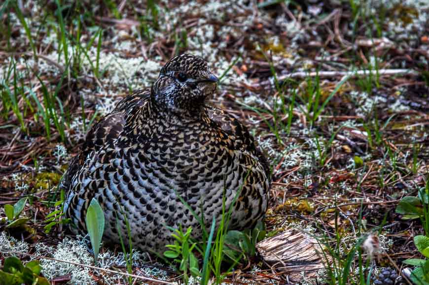 Also lucky to see the female spruce grouse - who is sitting on four squawky chicks