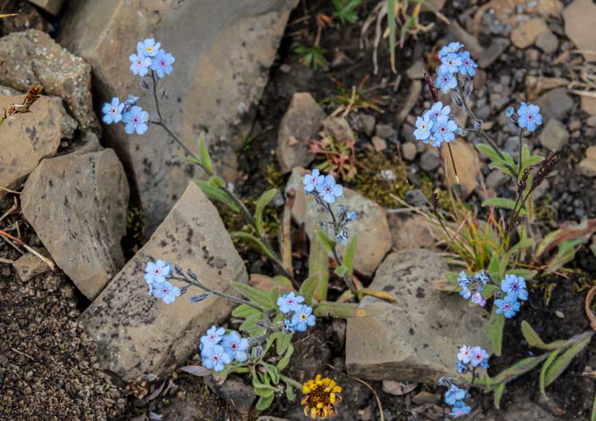 The dainty and very beautiful forget-me-knot could be seen in a few places