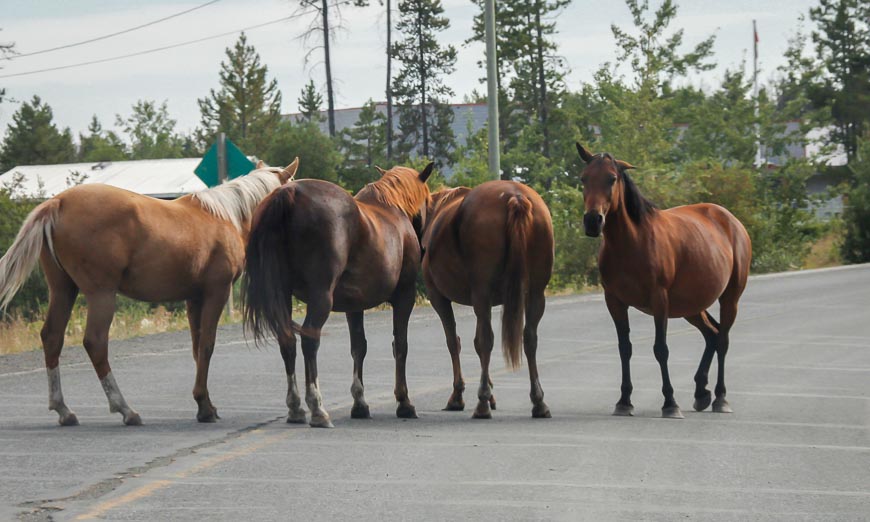 You have to stop for horses on the road