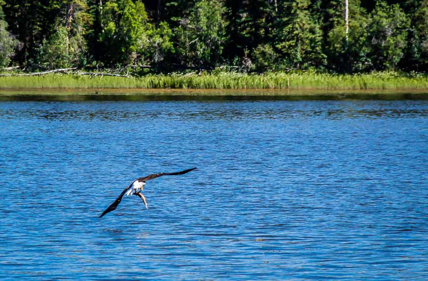 Check out the bald eagle with a fish