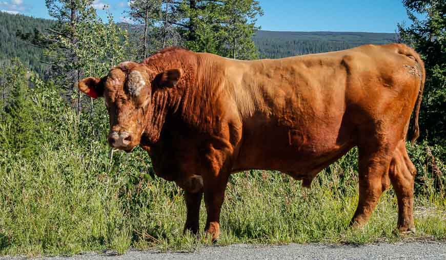 Bull beside the highway