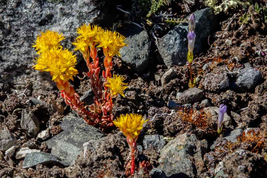 Beautiful wildflowers on the hike to the Kappan Lookout