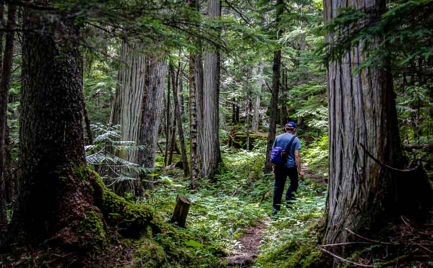 Hiking through old growth forest