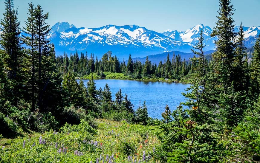 Wildflowers out in masses in late July