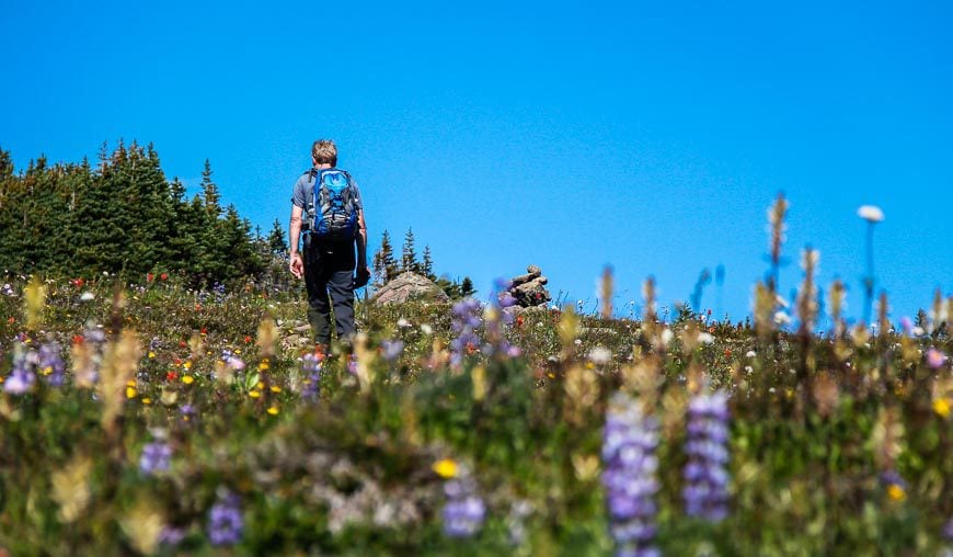 John walking through reams of wildflowers