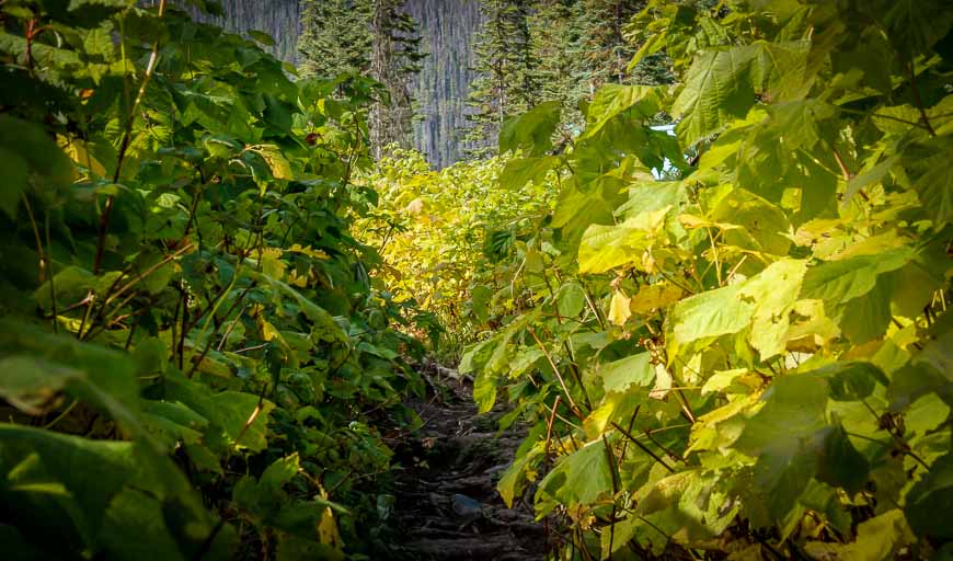 Thick vegetation in early fall as you complete the loop at Emerald Lake Lodge