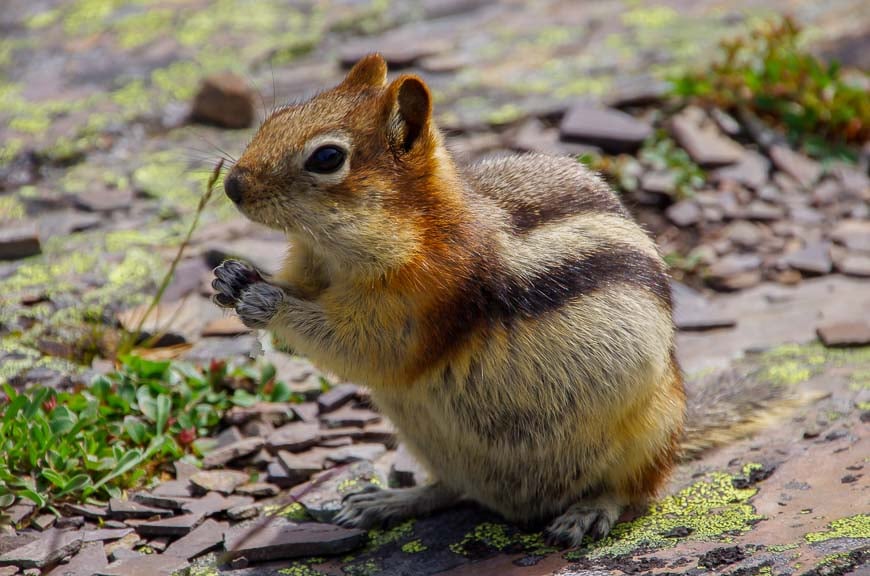 Aggressive ground squirrels will try and steal your food